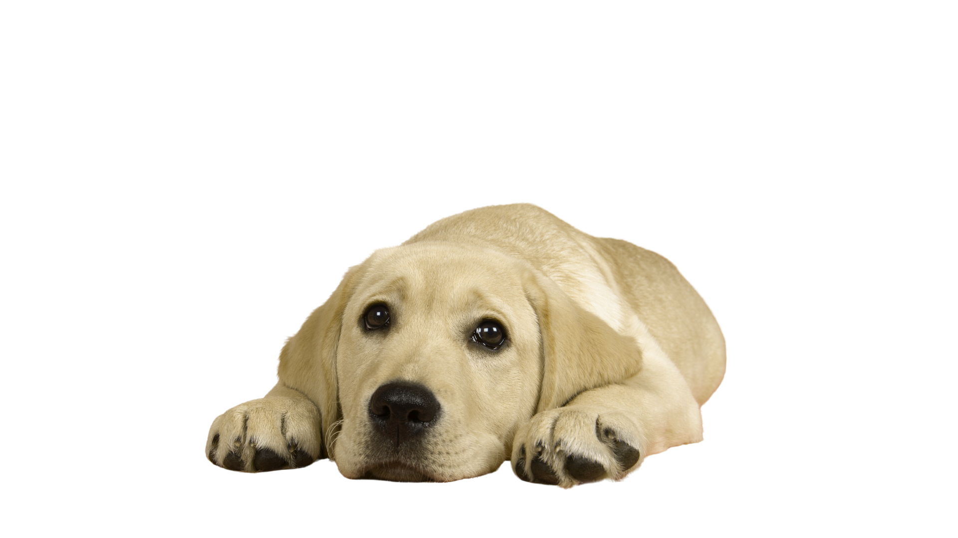 Un perro Labrador Retriever de color claro, tumbado en el suelo con la cabeza apoyada entre las patas delanteras, mirando al frente.